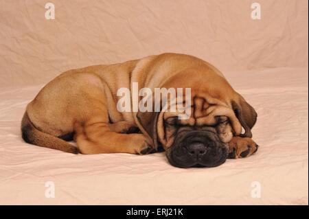 Mischling Welpe Stockfoto