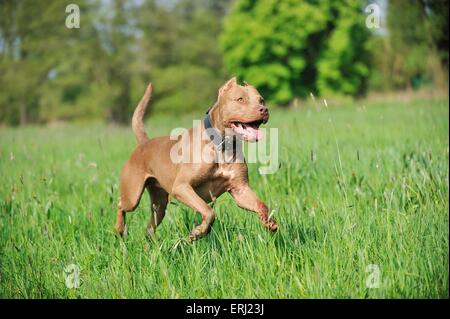 American Pit Bull Terrier laufen Stockfoto