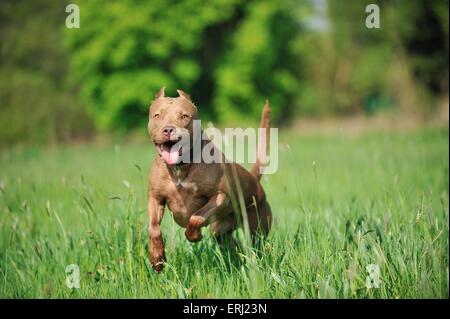 American Pit Bull Terrier laufen Stockfoto