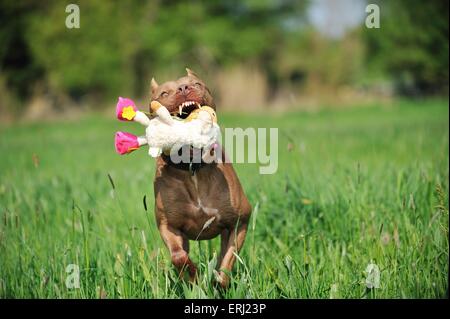 Spielen American Pit Bull Terrier Stockfoto