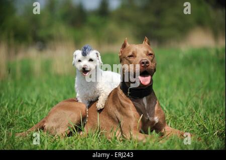 2 Hunde Stockfoto