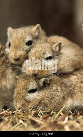 Mongolische Rennmaus Stockfoto