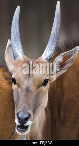 gemeinsame eland Stockfoto