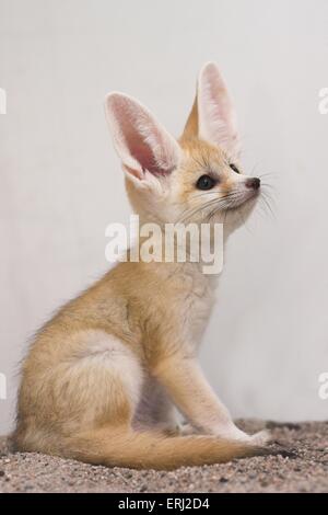 Fennec Stockfoto