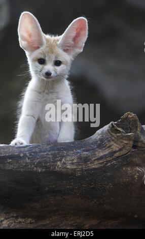 Fennec Stockfoto