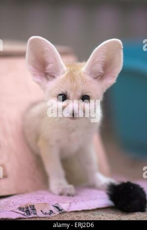 Fennec Stockfoto