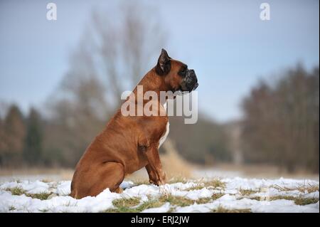 Deutscher Boxer sitzen Stockfoto