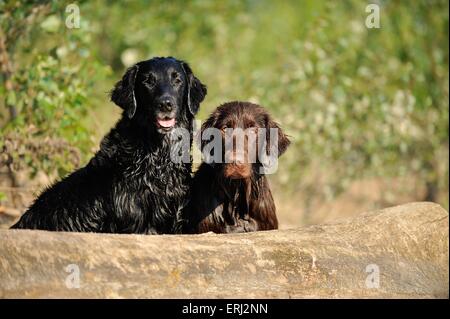 2 Flat Coated Retriever Stockfoto