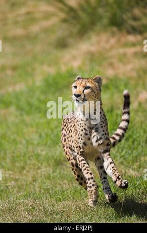 Jagd-leopard Stockfoto