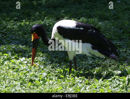 Weibliche westafrikanischen Sattel in Rechnung gestellt (Nahrung Senegalensis) Storch auf Futtersuche Stockfoto