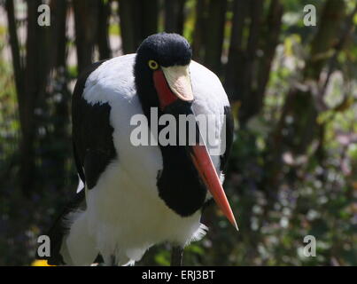 Störchin westafrikanischen Sattel in Rechnung gestellt (Nahrung Senegalensis) Stockfoto