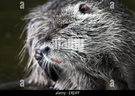 Nutria Stockfoto