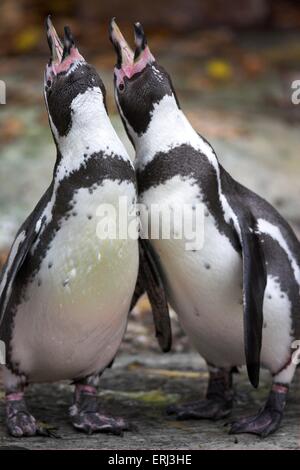 Pinguine führen die Balz Stockfoto