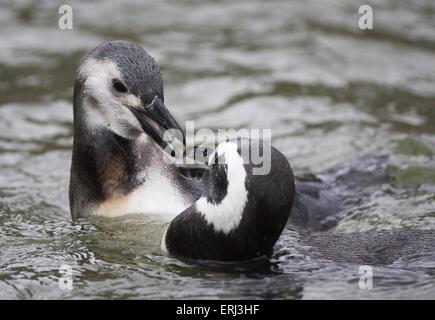 Pinguin Stockfoto