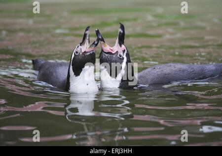 Pinguine führen die Balz Stockfoto