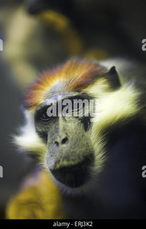 Kirsche gekrönt mangaby Stockfoto