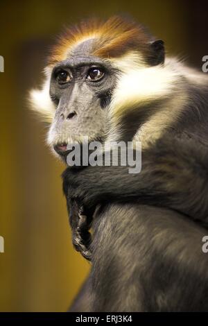 Kirsche gekrönt mangaby Stockfoto