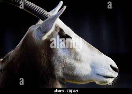 Scimitar-horned oryx Stockfoto