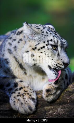 Reinigung von Snow leopard Stockfoto