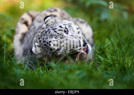 Snow Leopard Essen Stockfoto