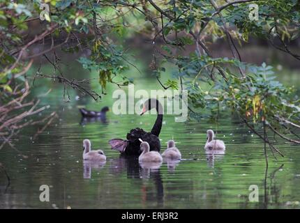 Black Swan Stockfoto