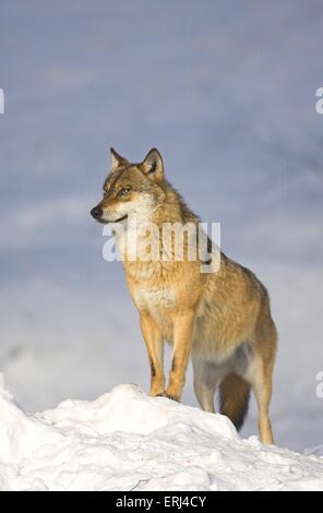 Wolf im Schnee Stockfoto