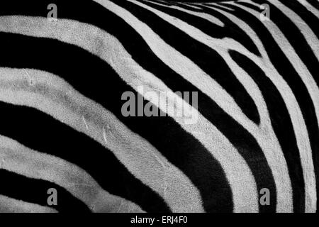 Zebra Stockfoto