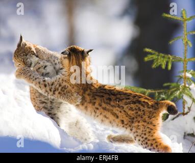 Luchse im Schnee Stockfoto