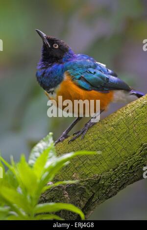 Superb starling Stockfoto