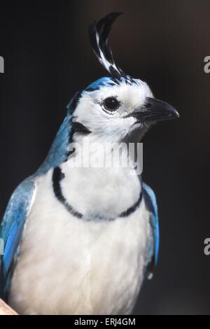 Weiße-throated Magpie-Jay Stockfoto