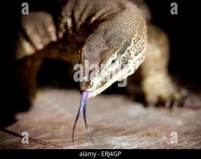 goanna Stockfoto