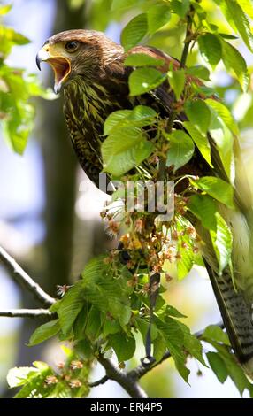 Harris hawk Stockfoto