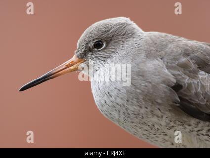 gemeinsamen Rotschenkel Stockfoto