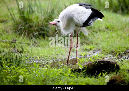 Weißstorch Stockfoto