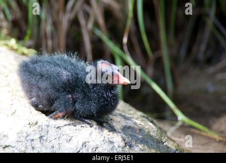 jungen gemeinsamen gallinule Stockfoto