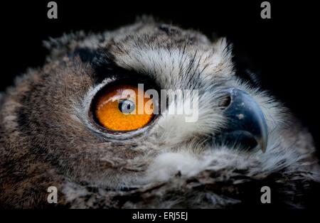 Uhu Stockfoto