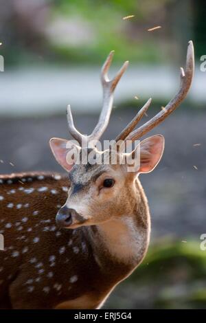 Axishirsche Stockfoto