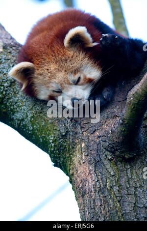 kleiner roter panda Stockfoto