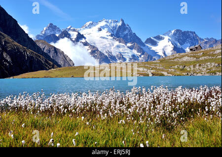 Berg-See-Lac-Goléon mit Wollgras im Vordergrund und den Berg La Meije, Französische Alpen, Frankreich Stockfoto