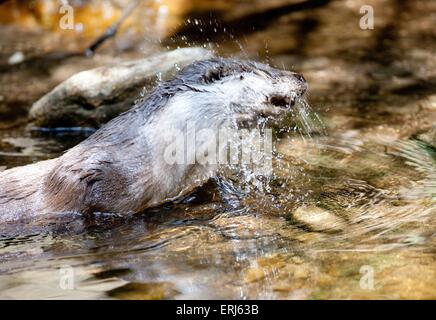 gemeinsamen otter Stockfoto