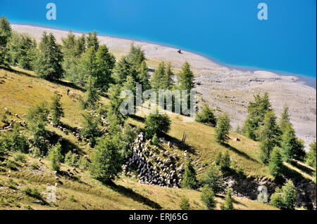 Pastorale Landschaft am Berg See Lac Allos, Französische Alpen, Frankreich Stockfoto