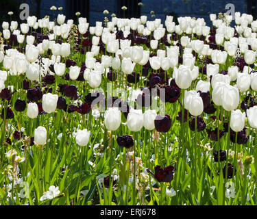 Schwarz / weiß-Tulpen in den Gärten des Rijksmuseum Amsterdam Holland Stockfoto