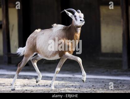 Krummsäbel oryx Stockfoto