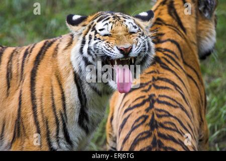 Amur-Tiger Stockfoto