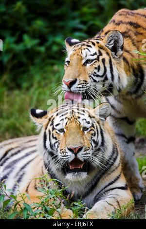 Amur-Tiger Stockfoto