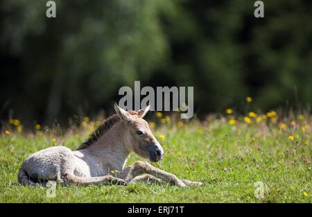 Asiatischen Wildpferd-Fohlen Stockfoto