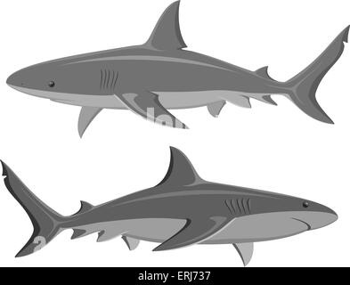 Haie. Satz von zwei große Haie, isoliert auf weiss. Vektor. Stock Vektor