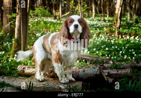 Cavalier King Charles Spaniel Blenheim Farbe Stockfoto