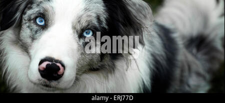 Close Up Gesicht des Blue Merle Border Collie Hund Stockfoto