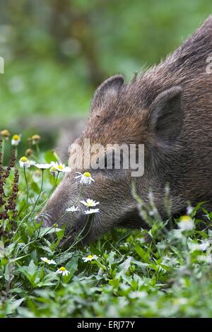 Wildschwein Stockfoto